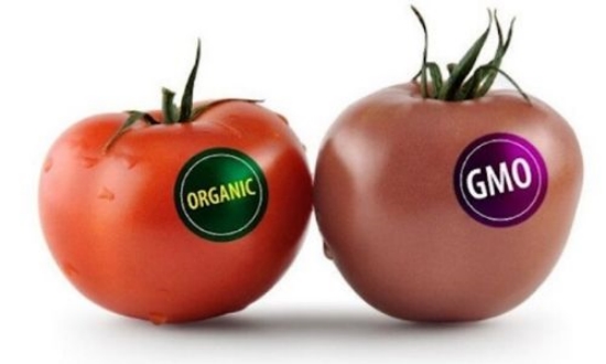 Tiêu chuẩn GMO